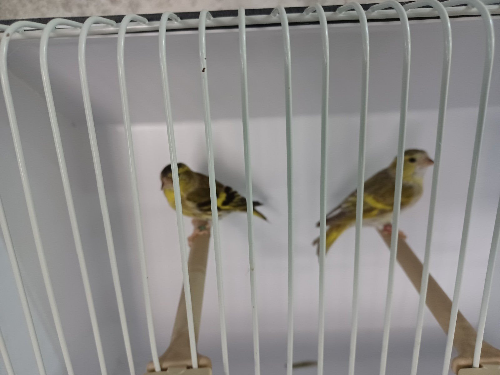 sijsjes, Dieren en Toebehoren, Vogels | Overige Vogels