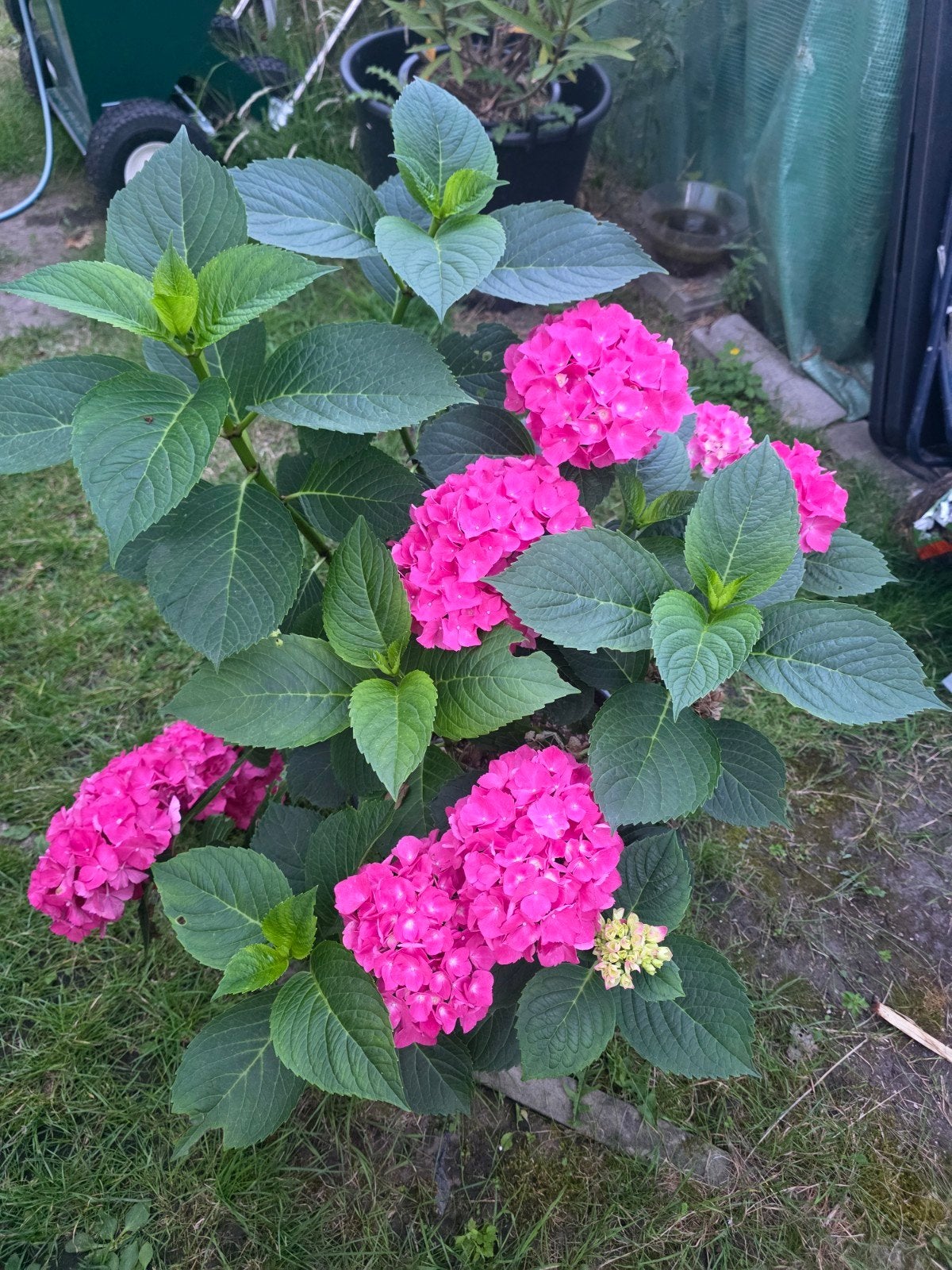 Hydrangea macrophylla 'Red Baron', syn. « Belle Bautznerin », Jardin & Terrasse, Enlèvement, Mi-ombre