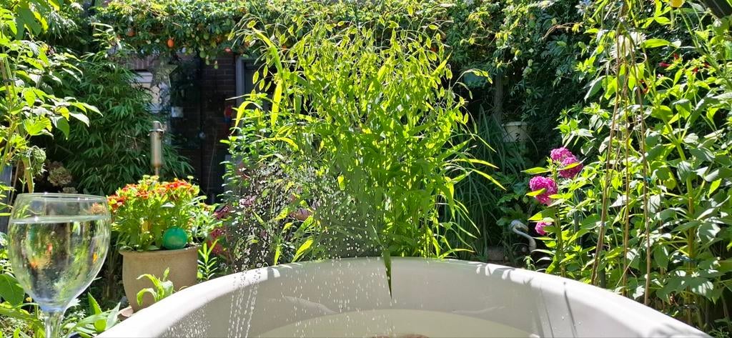 Graines de Plataargras, « Fish Grass », Chasmanthium latifol, Envoi