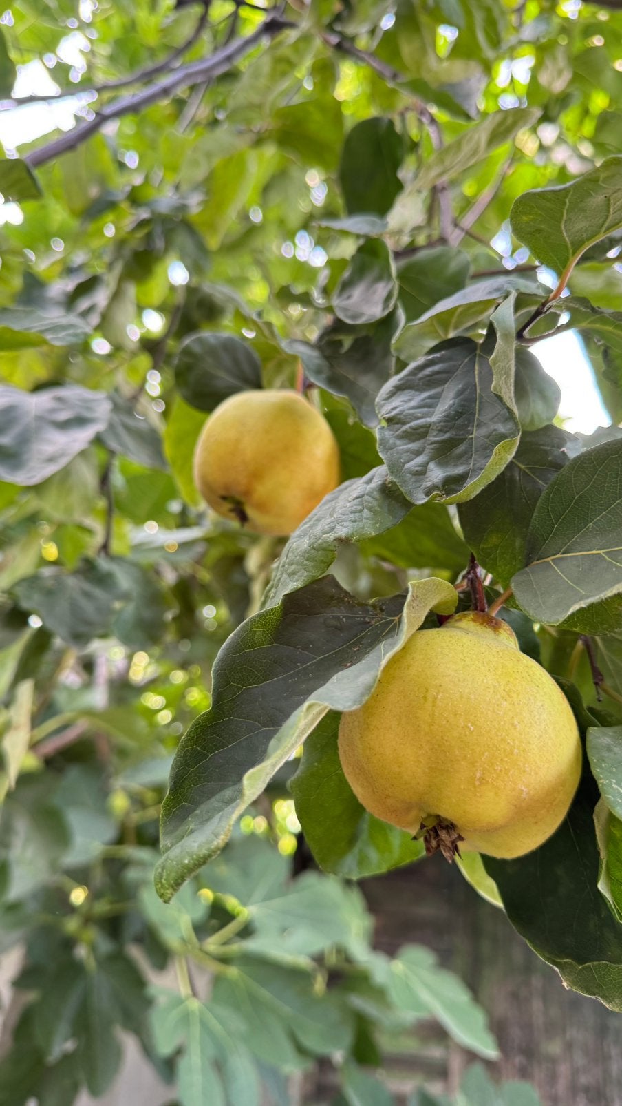 Kweepeer uit mijn tuin, Ophalen