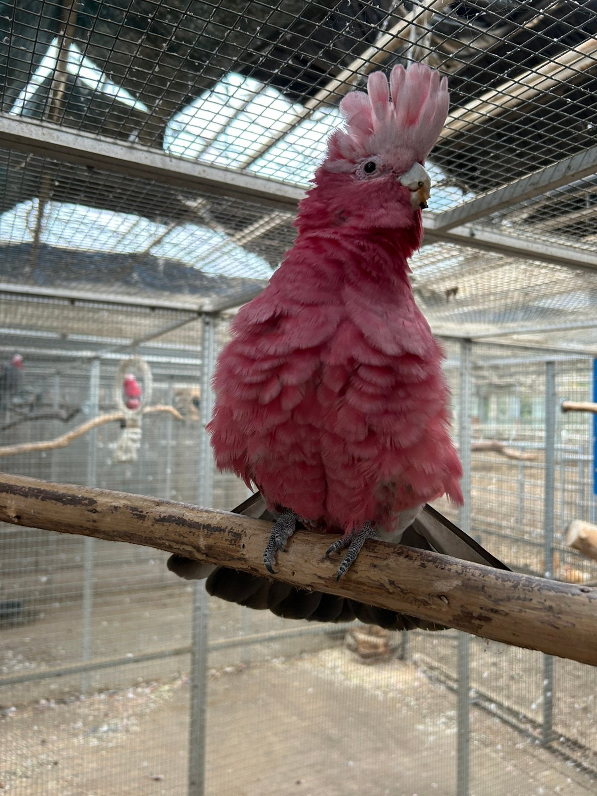 Koppel Rosé kaketoe, Dieren en Toebehoren, Meerdere dieren, Papegaai, Geringd