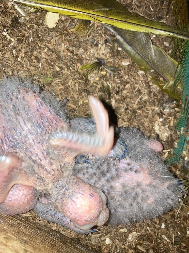 Geelnek ara’s baby’s, Animaux & Accessoires, Oiseaux | Perruches & Perroquets