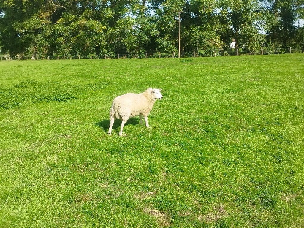 schapen, Dieren en Toebehoren, Maart, Vrouwelijk