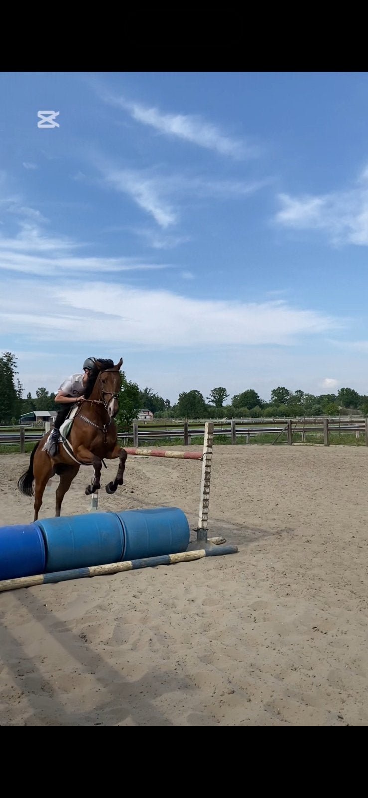 Projet/Broodmare à vendre, Animaux & Accessoires, Chevaux, Jument, 160 à 165 cm, 7 à 10 ans, Cheval de saut, Avec puce électronique