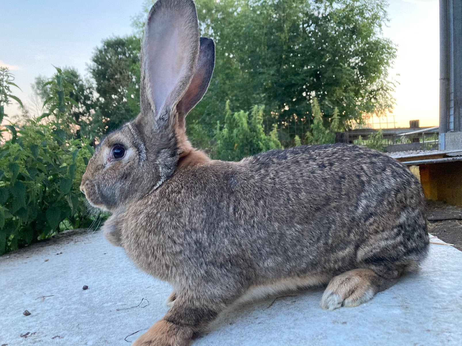 Vlaamse reuzen, Dieren en Toebehoren, Vrouwelijk, Groot