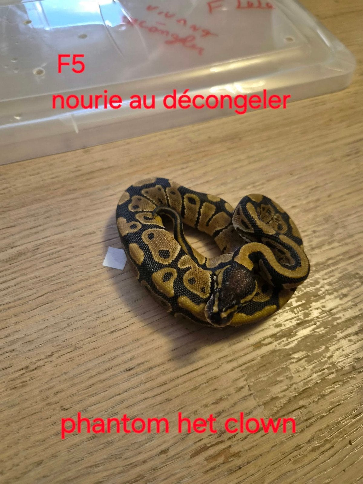 python regius phantom het clown, Animaux & Accessoires, Serpent, 0 à 2 ans