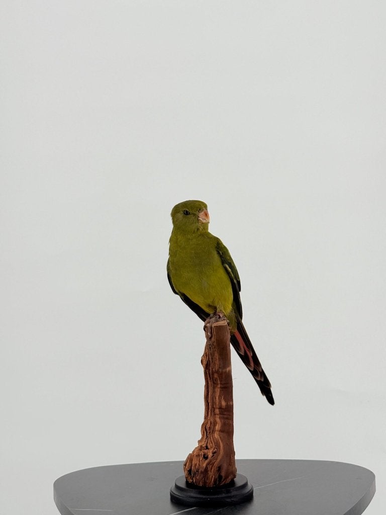 Bergparkiet op houten stronk, Enlèvement ou Envoi, Neuf, Oiseaux, Animal empaillé