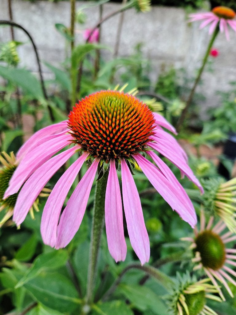 PLANTEN, Volle zon, Vaste plant, Zomer, Ophalen