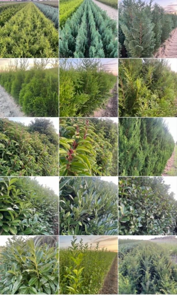 ‼️alle haagplanten aan promoprijzen ‼️, Enlèvement, Taxus