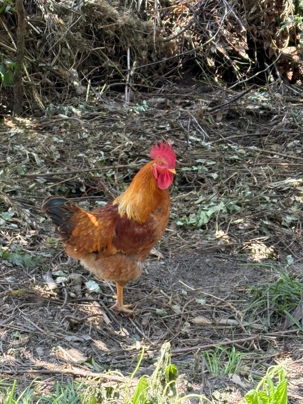 1 jarige Haan gratis op te halen, Dieren en Toebehoren, Pluimvee
