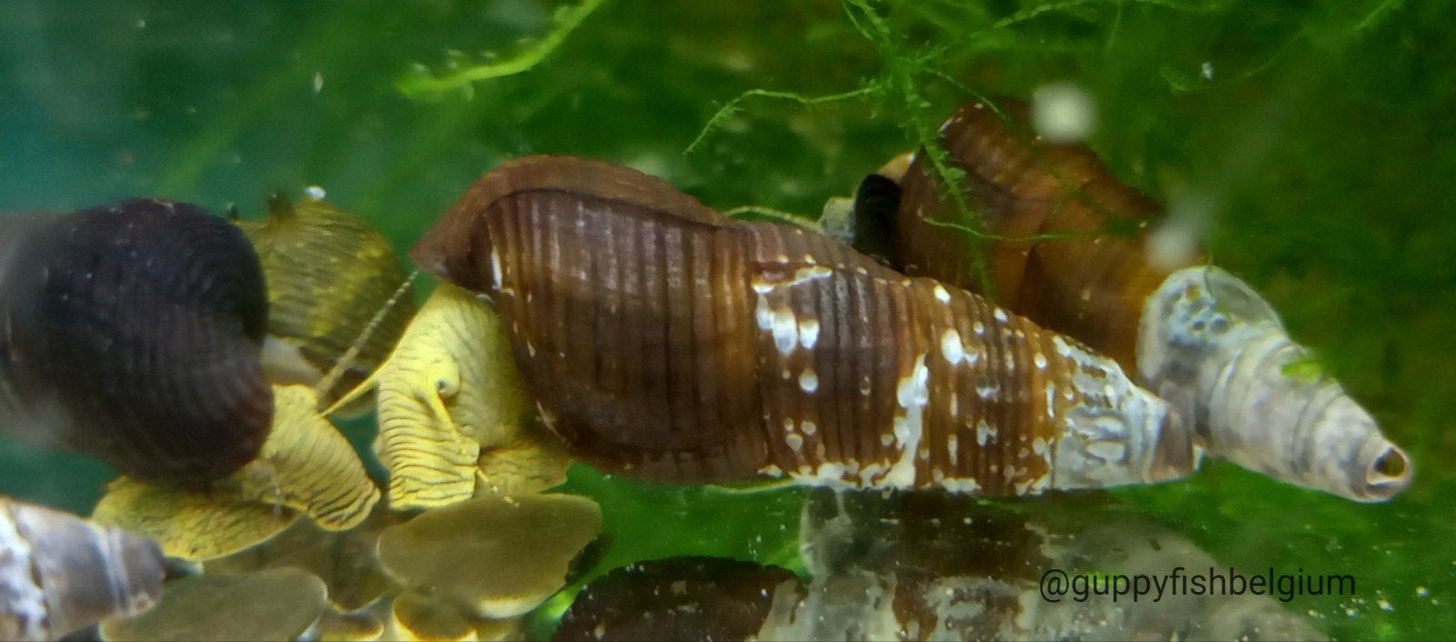 Tylomelania slakken, Dieren en Toebehoren, Slak of Weekdier, Zoetwatervis, Schoolvis