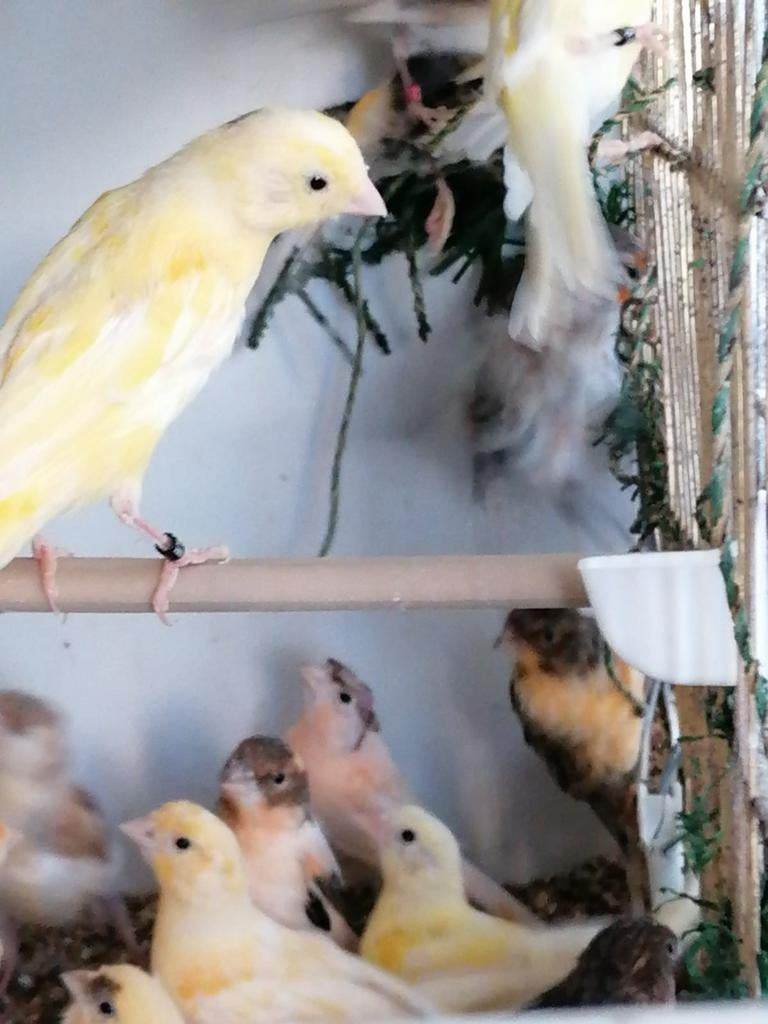 Canaris 2025