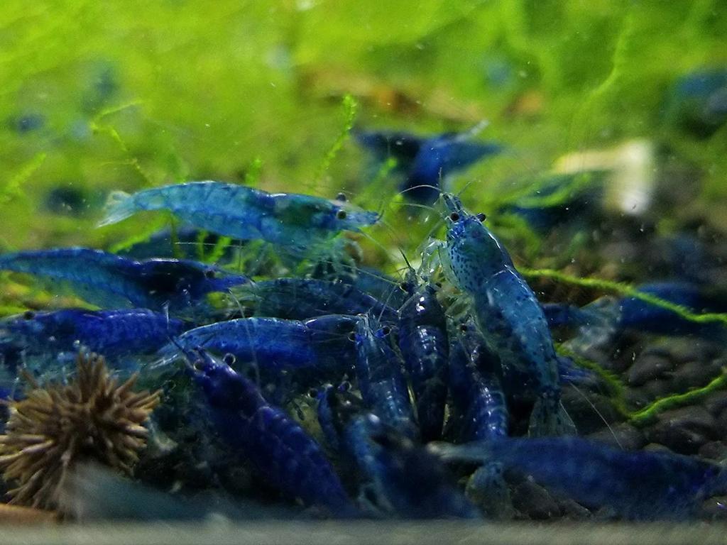 Blauwe neocaridina garnalen
