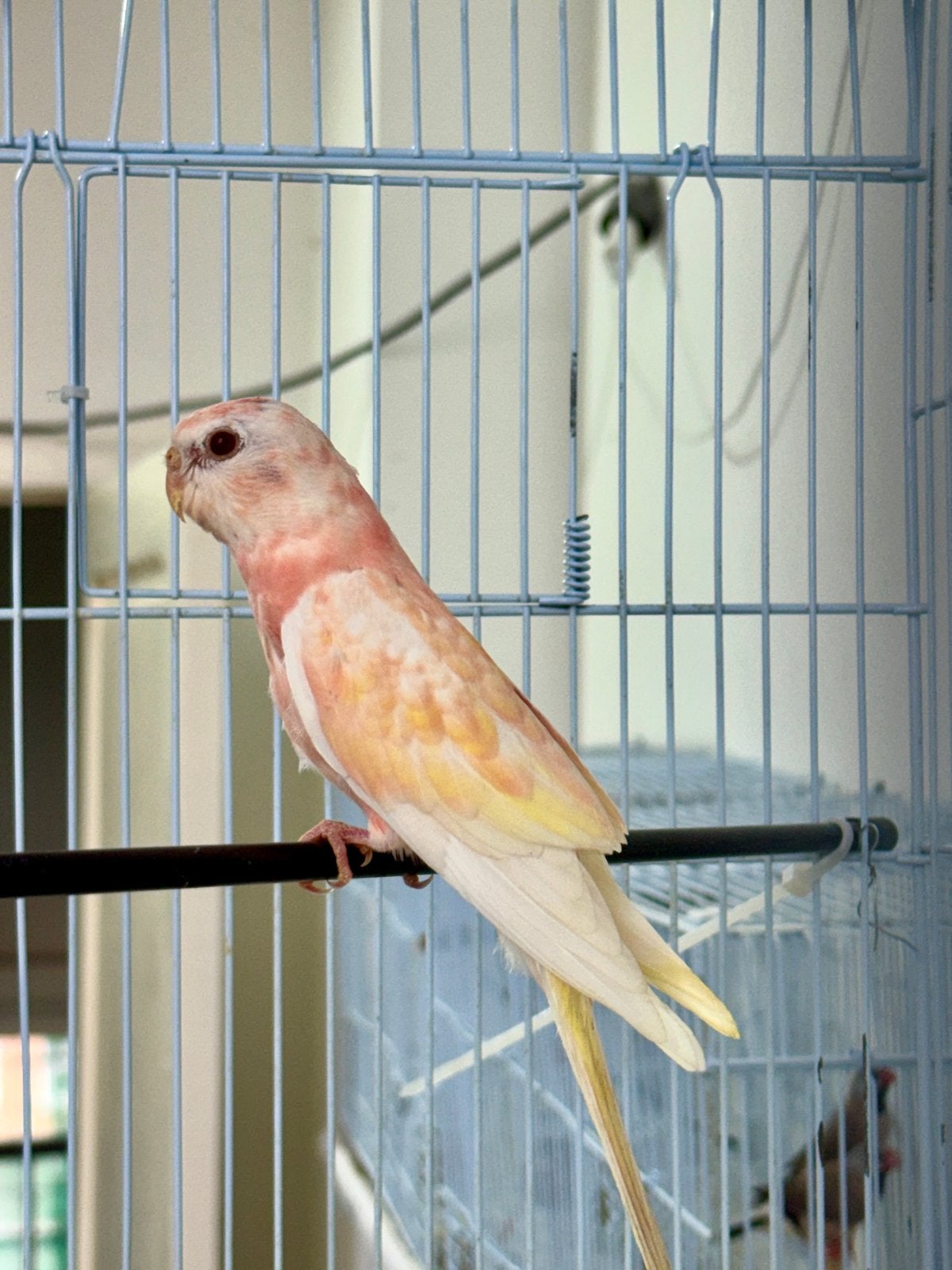 vendre – Magnifique Perruche de Bourke Rubino, Animaux & Accessoires, Perruche