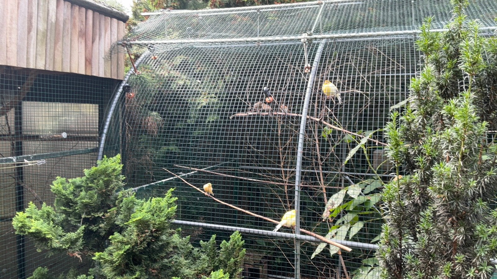 Vogels, Dieren en Toebehoren