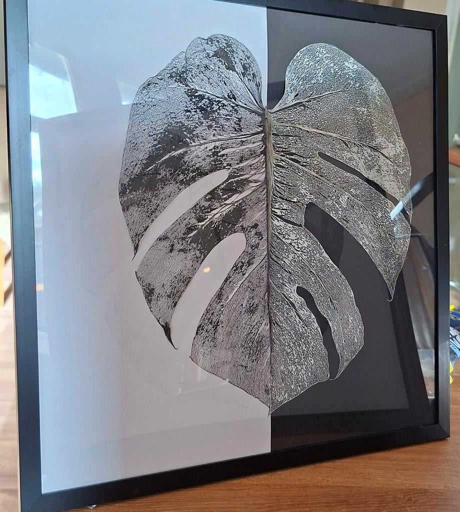Monstera nervenblad, Maison & Meubles, Enlèvement ou Envoi