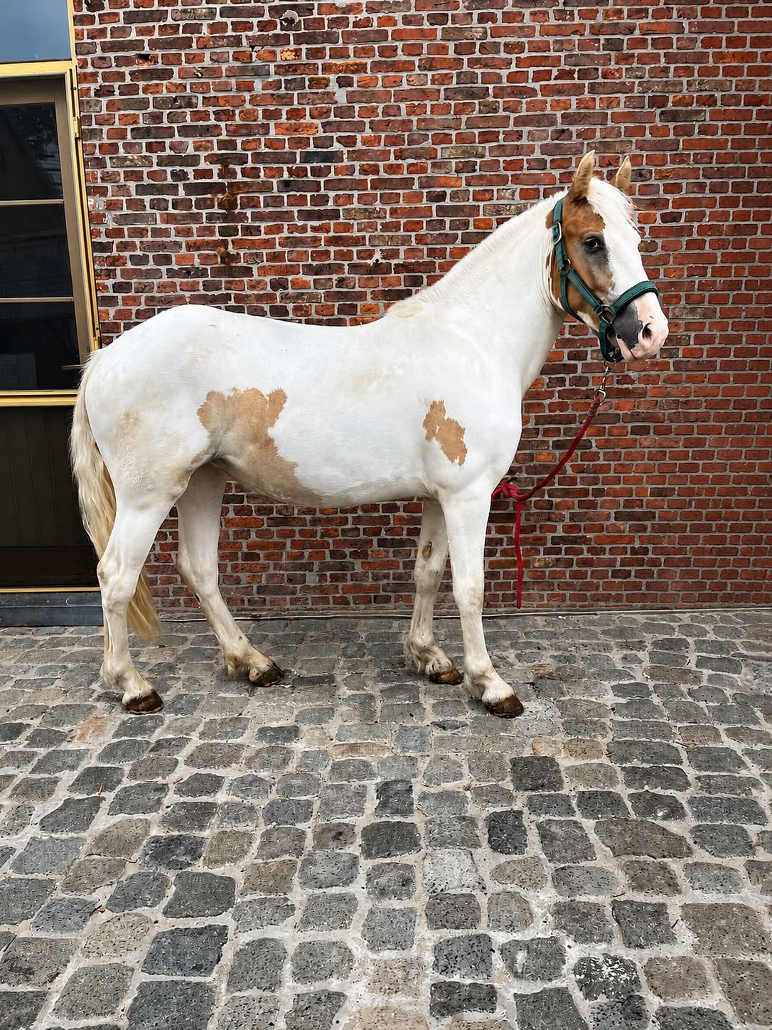 2 jarige merrie, Jument, Non dressé, Poney E (1.48 m - 1.57m), 0 à 2 ans
