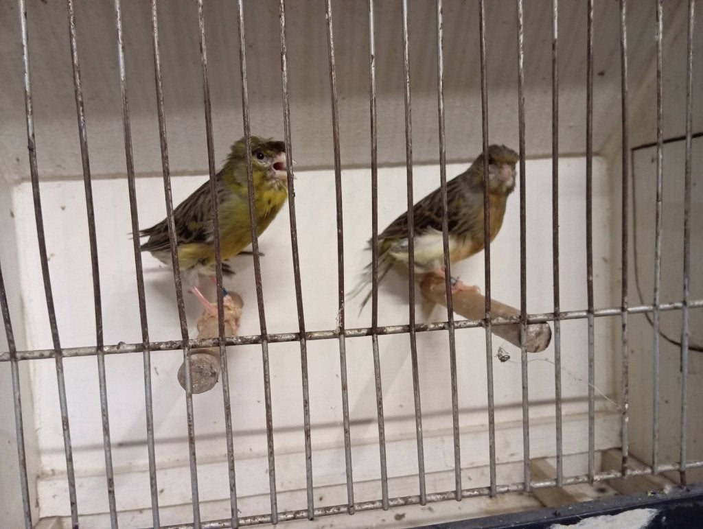 koppel duitse kuif kanaries 2023 (1) 006-012/23, Dieren en Toebehoren, Vogels | Kanaries, Postuurkanarie