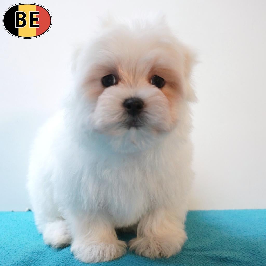 Maltezer - Belgische pups te koop, Dieren en Toebehoren, Parvo, België, Maltezer, Handelaar