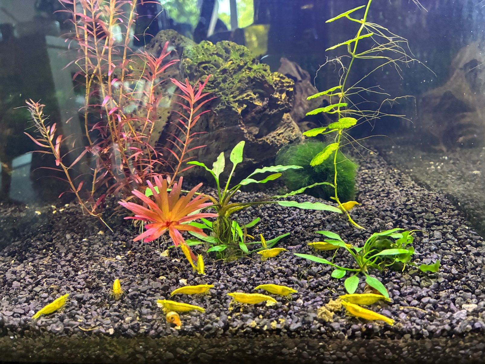 Neocaridina