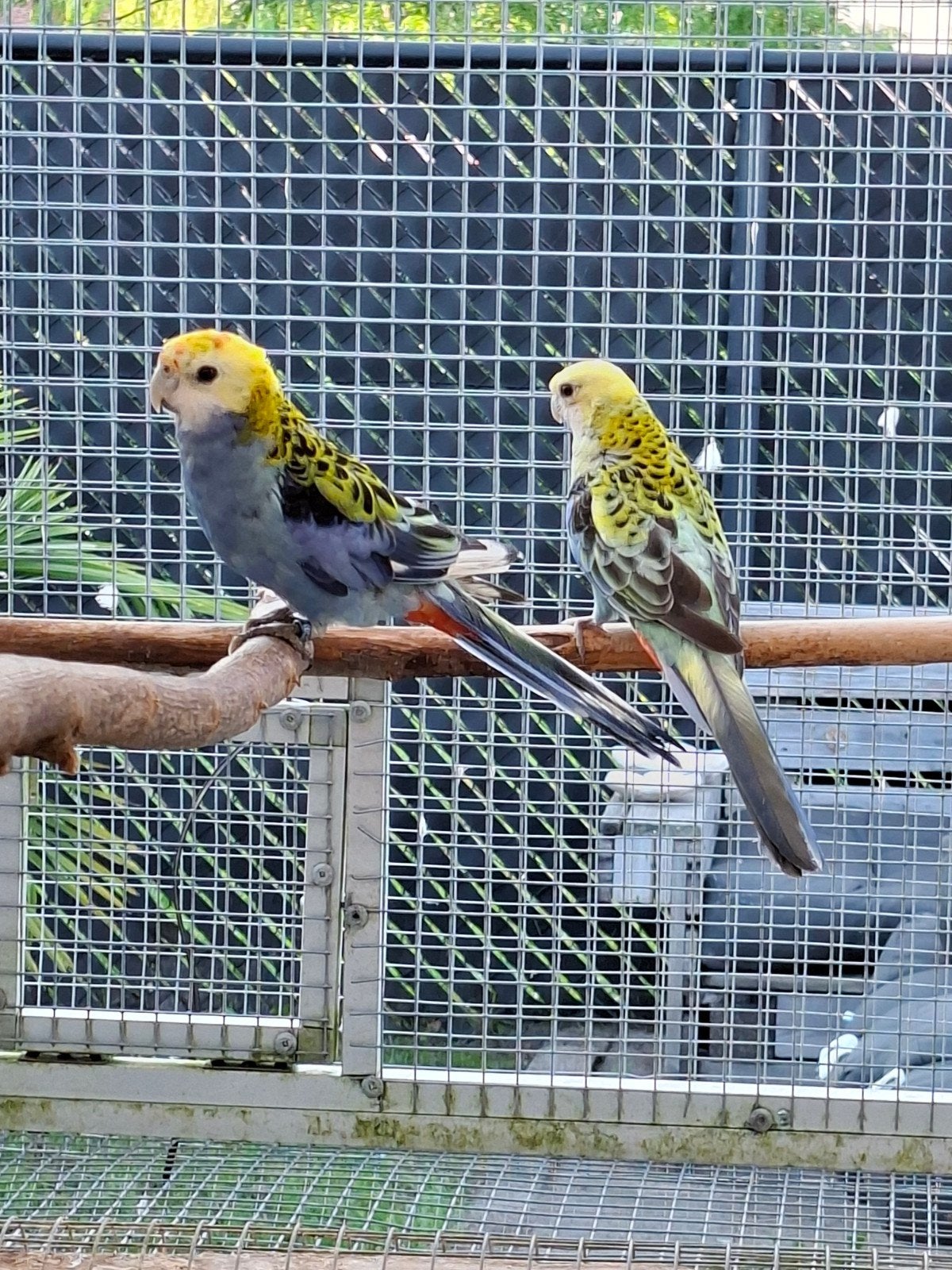 Koppel witvleugel bleekkop rosella, Dieren en Toebehoren, Vogels | Parkieten en Papegaaien