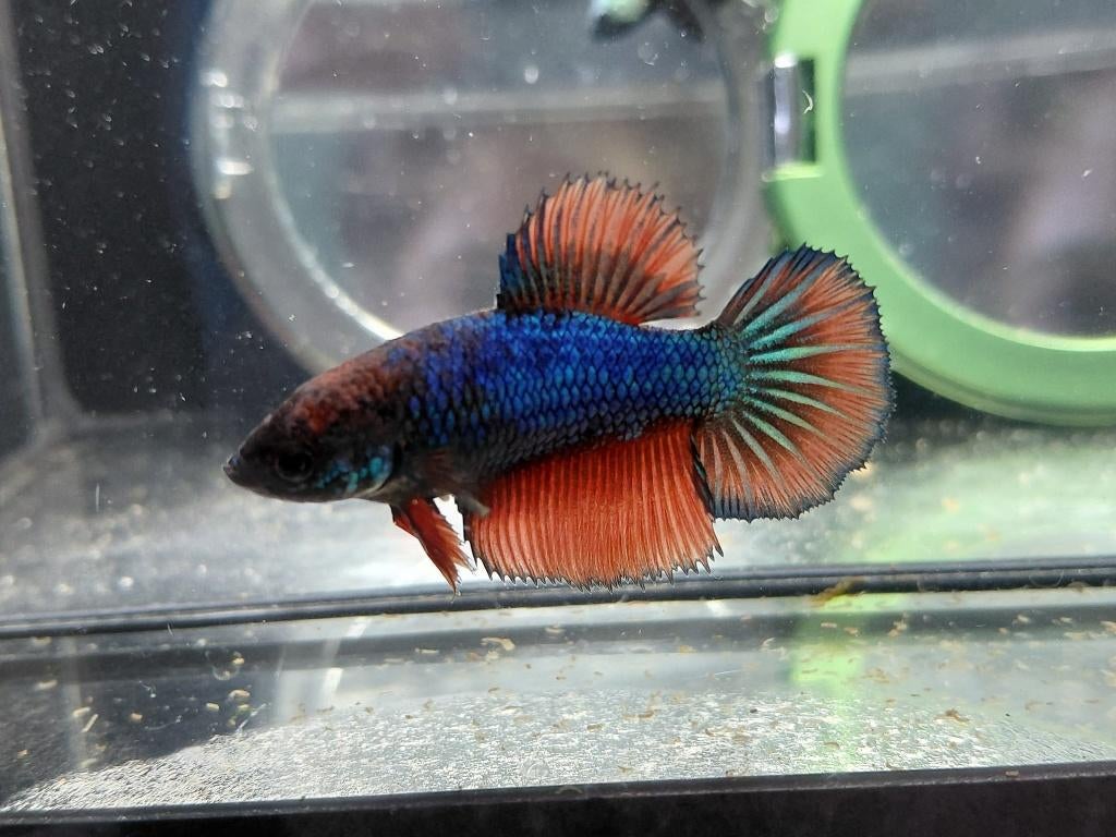 Betta man marble, Dieren en Toebehoren, Vis