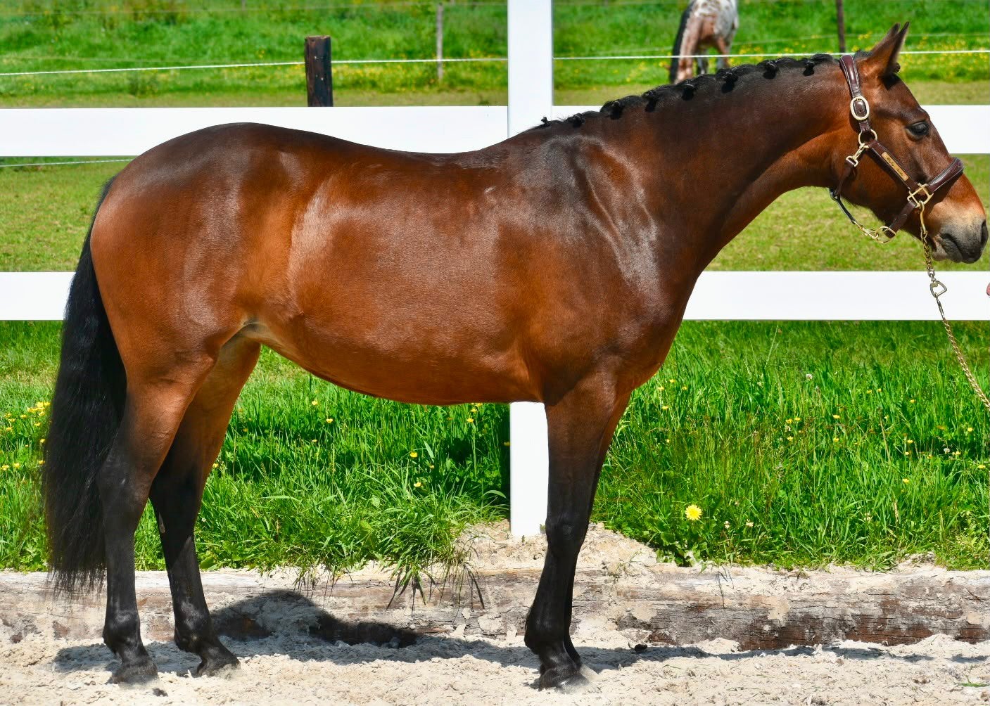 Jument Connemara PP de 5 ans, Dieren en Toebehoren, L