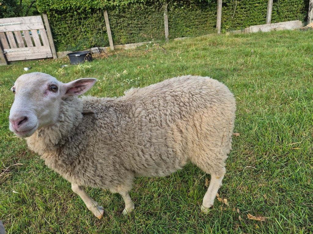 ram te koop, Dieren en Toebehoren, Mannelijk, Schaap, 0 tot 2 jaar