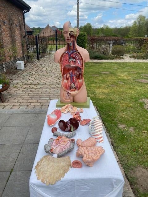 Anatomische modellen, Ophalen, Zo goed als nieuw, Hoger Onderwijs