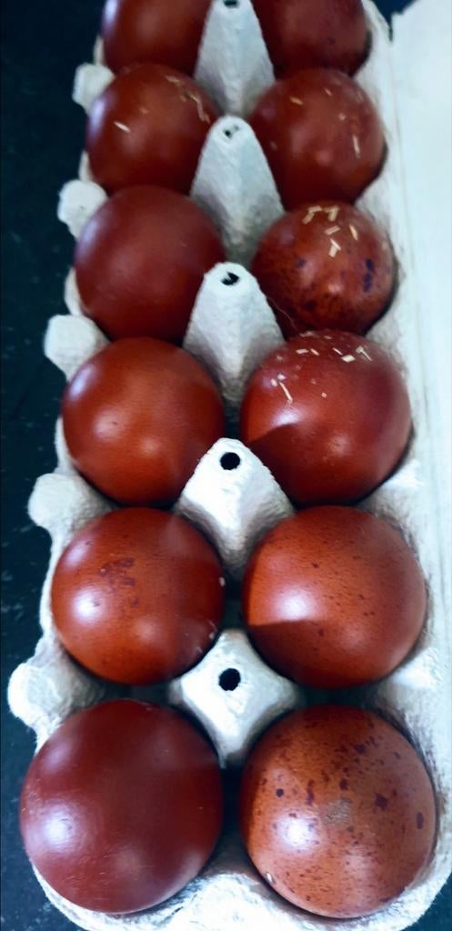 Marans broedeieren️ 🖤🖤🖤🖤🖤