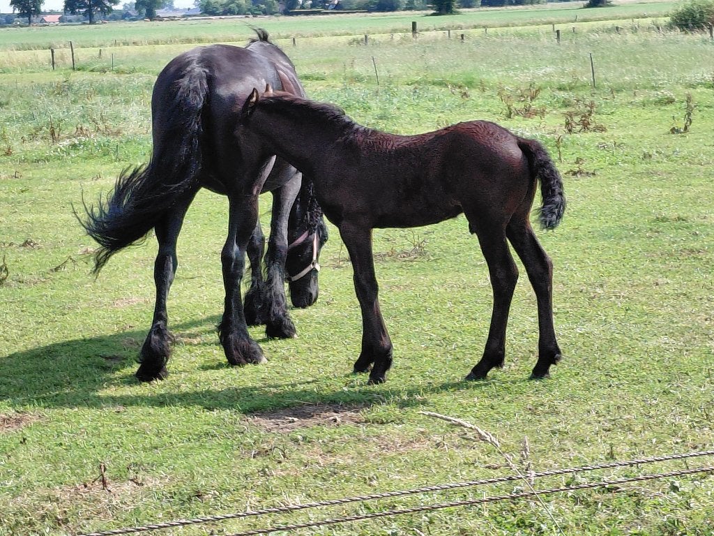 Super lux fries hengst veulen, Met stamboom, Dressuurpaard, 0 tot 2 jaar, Hengst