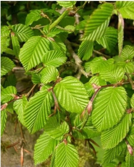Haagbeuk - Carpinus betulus, Ophalen, Haagbeuk, Haag