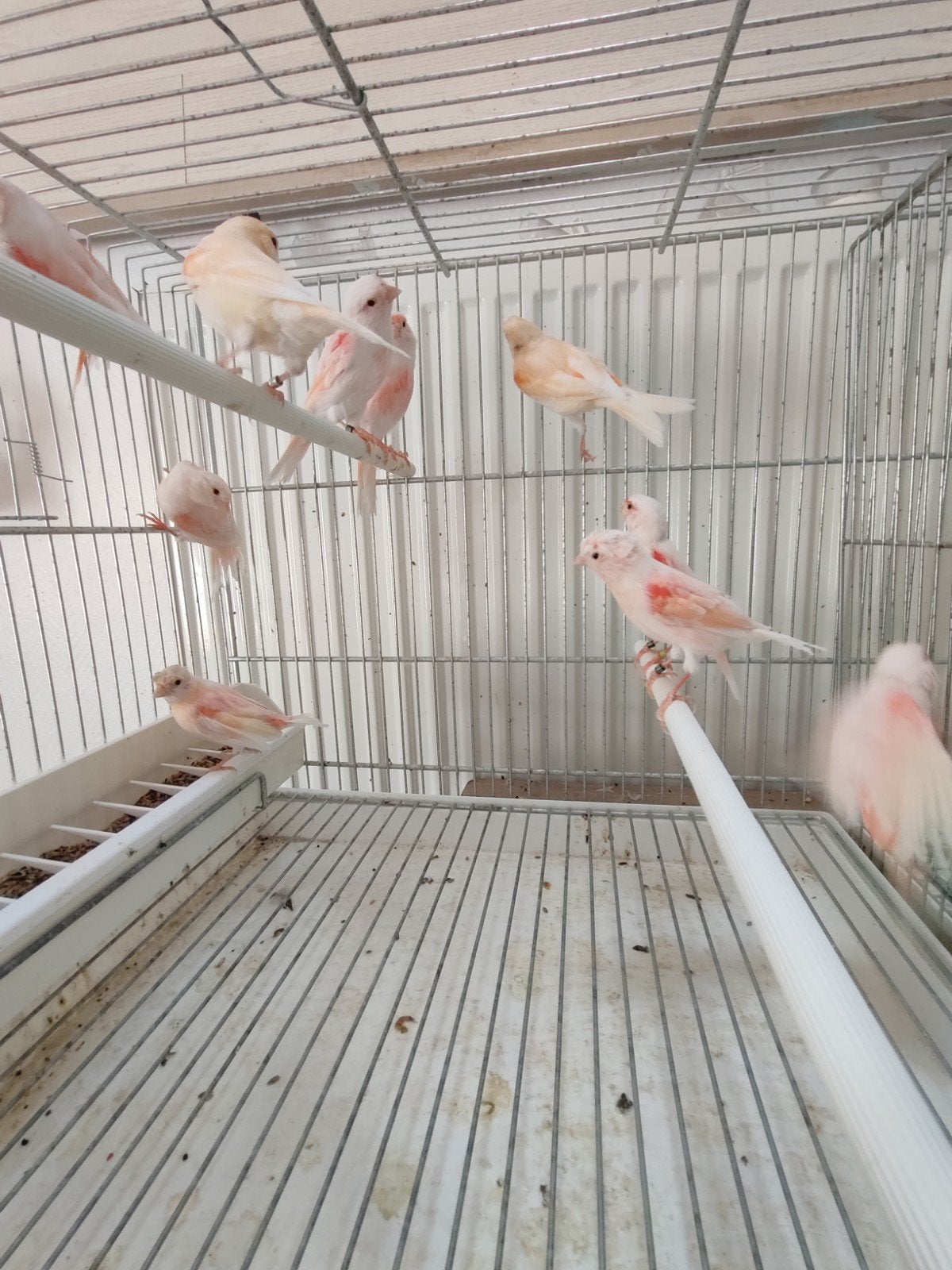 vrouwelijke kanarie 20€, Dieren en Toebehoren, Ophalen