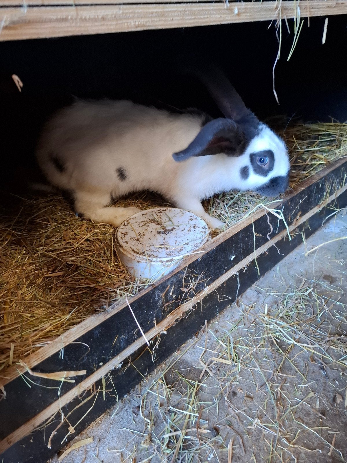 vleeskonijnen, Meerdere dieren, Middelgroot, 0 tot 2 jaar