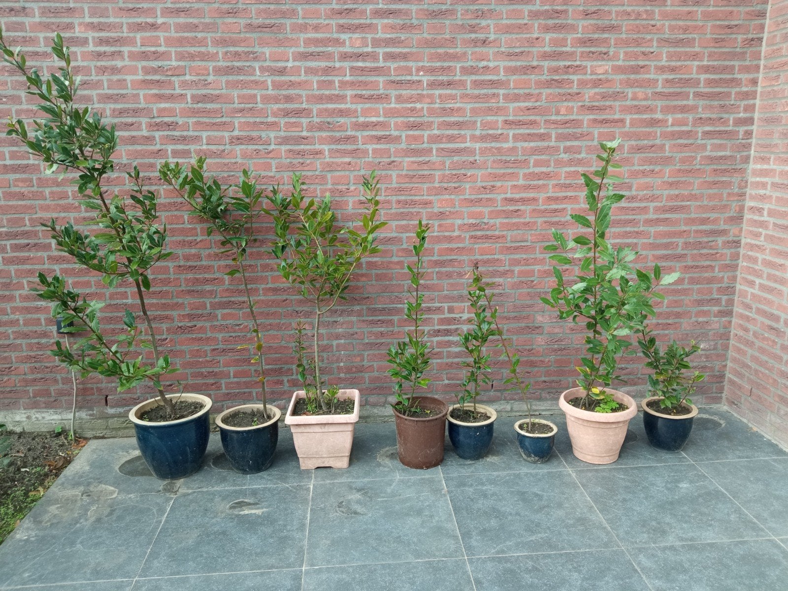 laurier keukenkruiden variant laatste stuks maximaal 10€, Ophalen, Laurier, 100 tot 250 cm