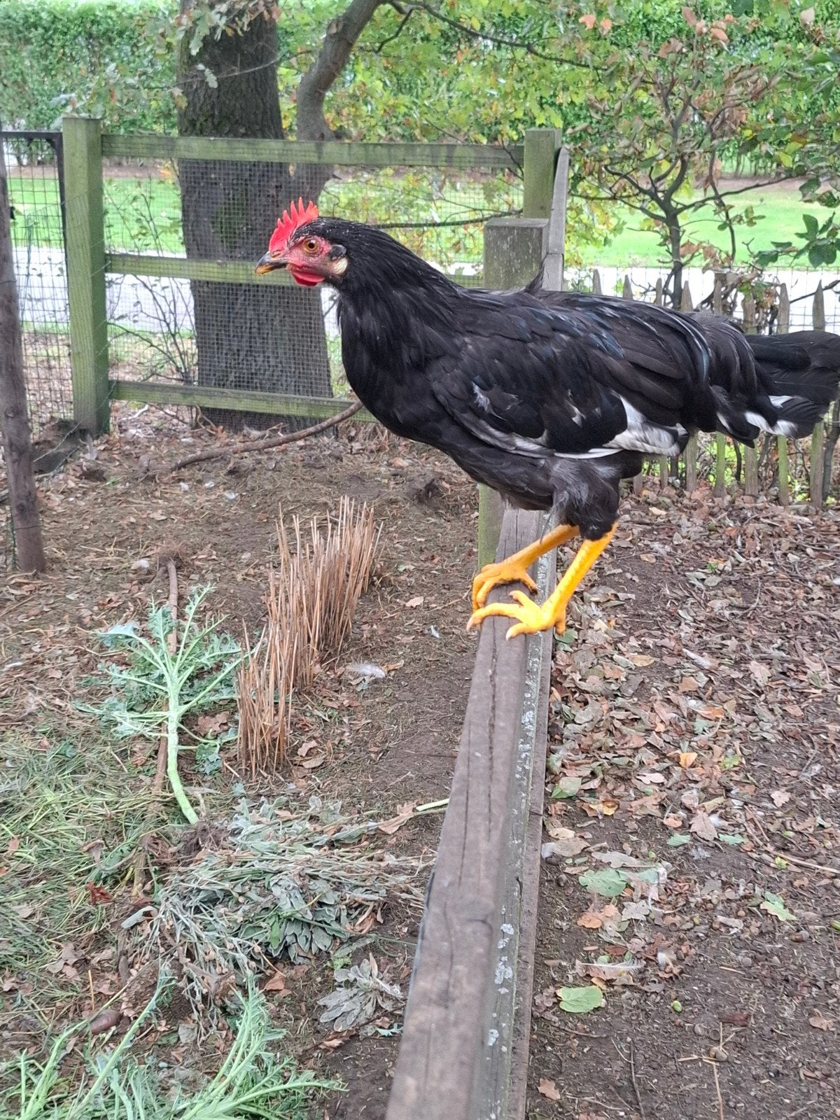 jonge haan, Dieren en Toebehoren, Pluimvee