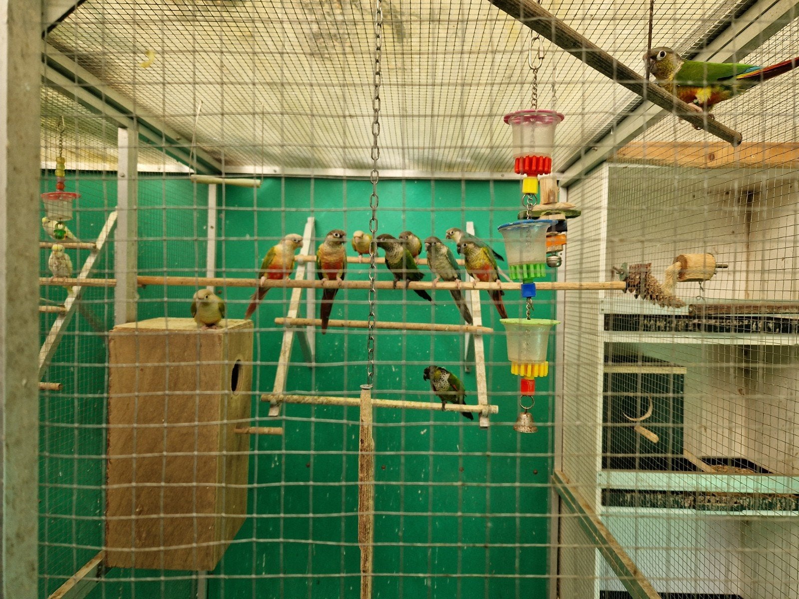 pyrhurras, Dieren en Toebehoren, Vogels | Parkieten en Papegaaien
