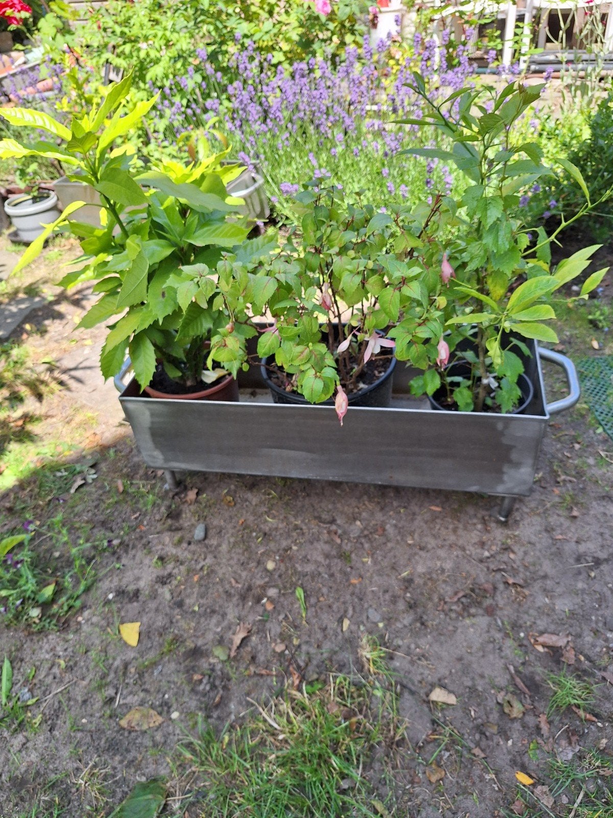 Plantenbak in inox, Tuin en Terras, Ophalen