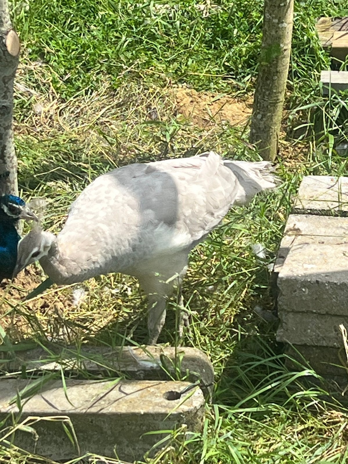 Pauw hen opaal, Dieren en Toebehoren, Pluimvee