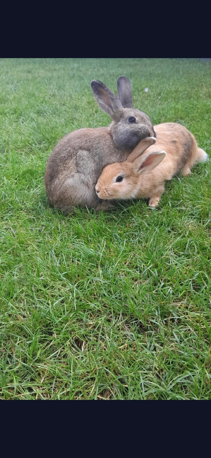 dwergkonijn te koop als koppel of apart, Dieren en Toebehoren, Konijnen, Meerdere dieren, Dwerg, 0 tot 2 jaar