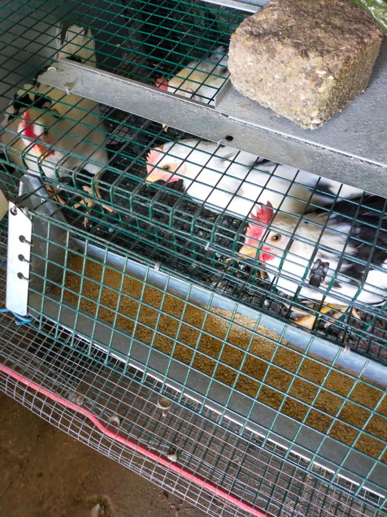 Hanen te kopp, Dieren en Toebehoren