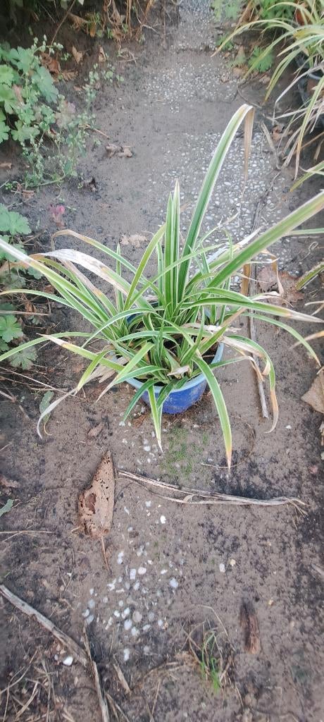 Carex morrowii, Tuin en Terras, Planten | Tuinplanten, Ophalen, Vaste plant, Bodembedekkers