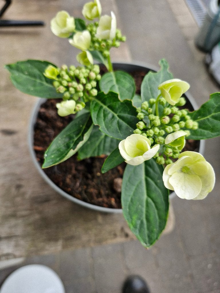 Hortensia in pot, Tuin en Terras, Vaste plant, Halfschaduw, Zomer, Ophalen