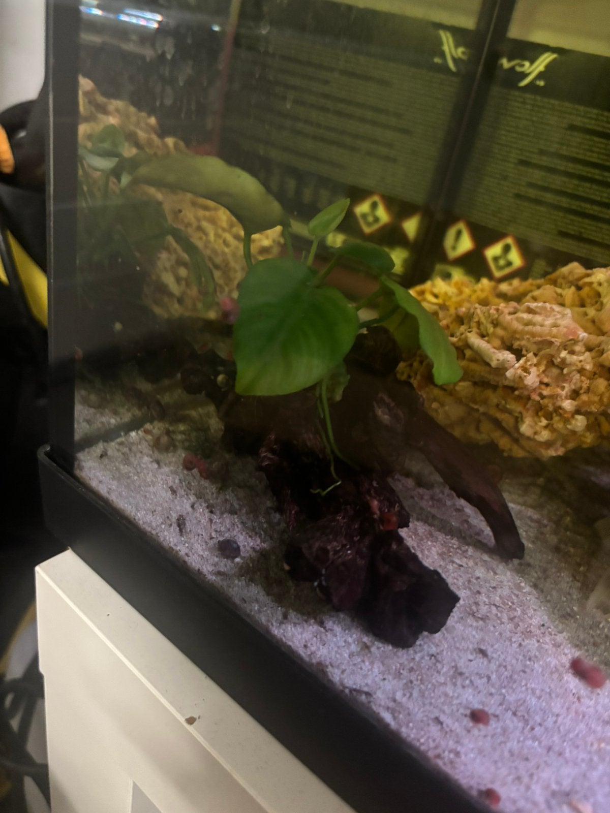 Anubias aquariumplant stekjes (ook mogelijk met hout)