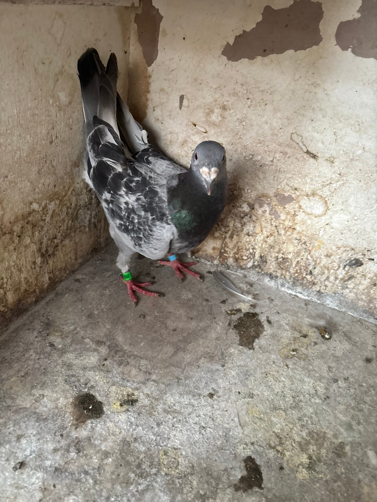 Show postduif, Dieren en Toebehoren, Vogels | Duiven, Postduif