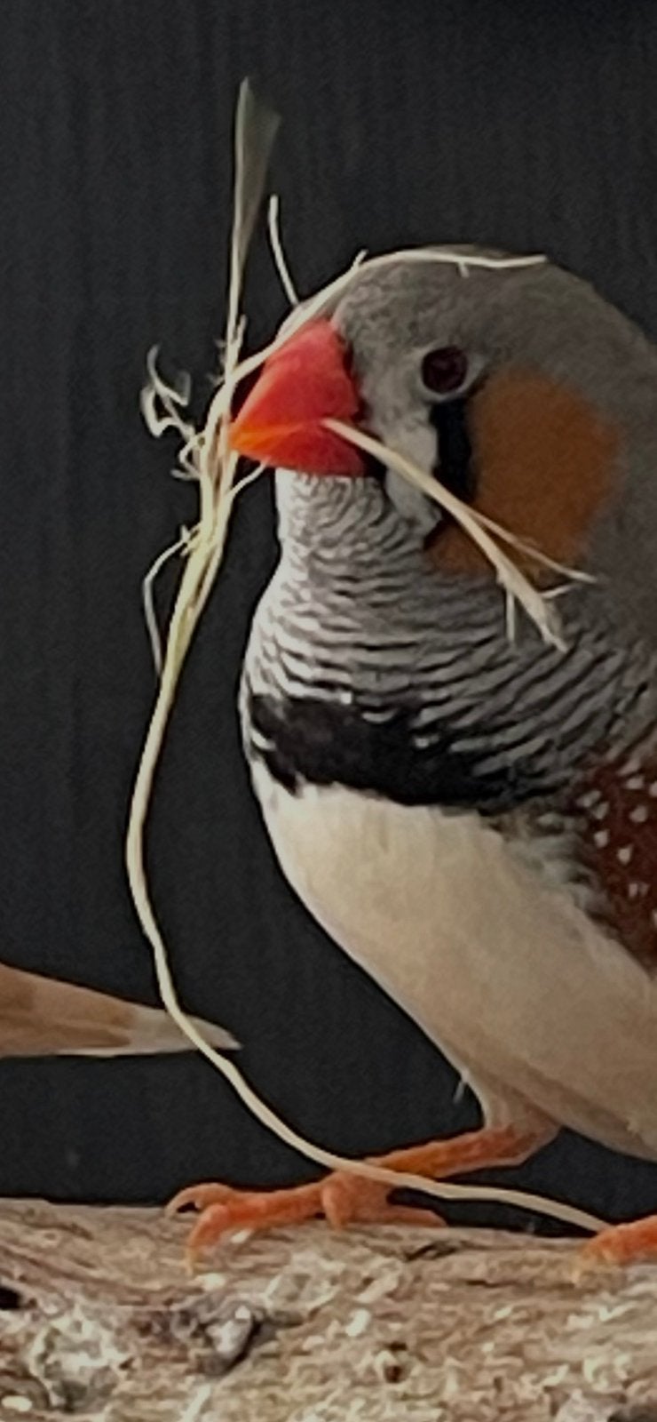 Zebravinken, Meerdere dieren