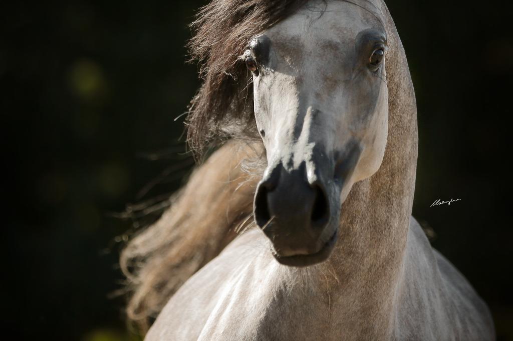 TOP class arabisch volbloed merrietje, Dieren en Toebehoren, Paarden, Merrie, Met stamboom, 3 tot 6 jaar