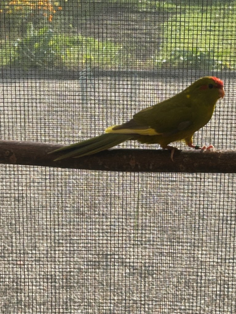 2 x kakariki olijfgroen split fallow, Dieren en Toebehoren, Meerdere dieren, Parkiet, Geringd