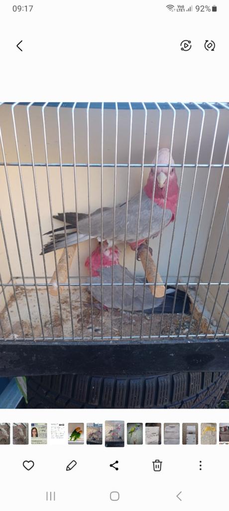 Koppel Roze kaketoe, Dieren en Toebehoren, Pluimvee
