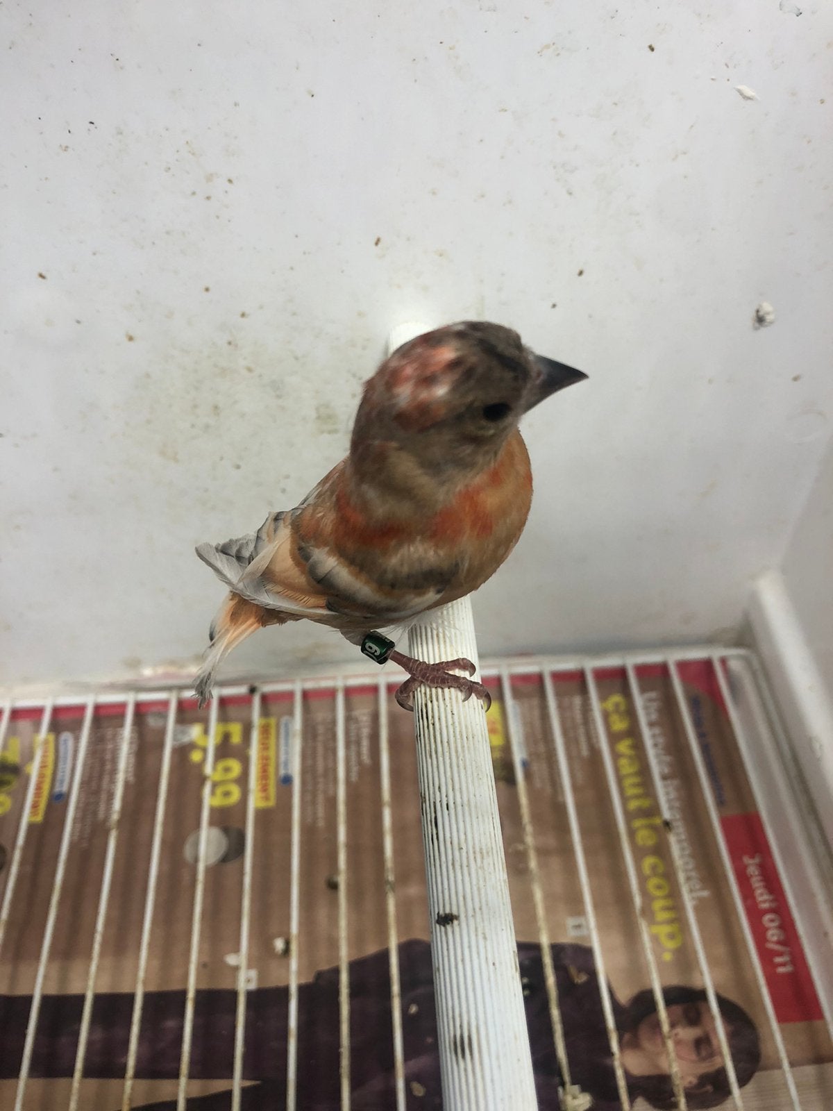 France tarins rouges silice et mutation silice 2026, Dieren en Toebehoren, Vogels | Overige Vogels, Mannelijk